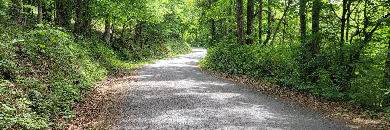 The paved tree lined road leading in to Gryptid RV Park