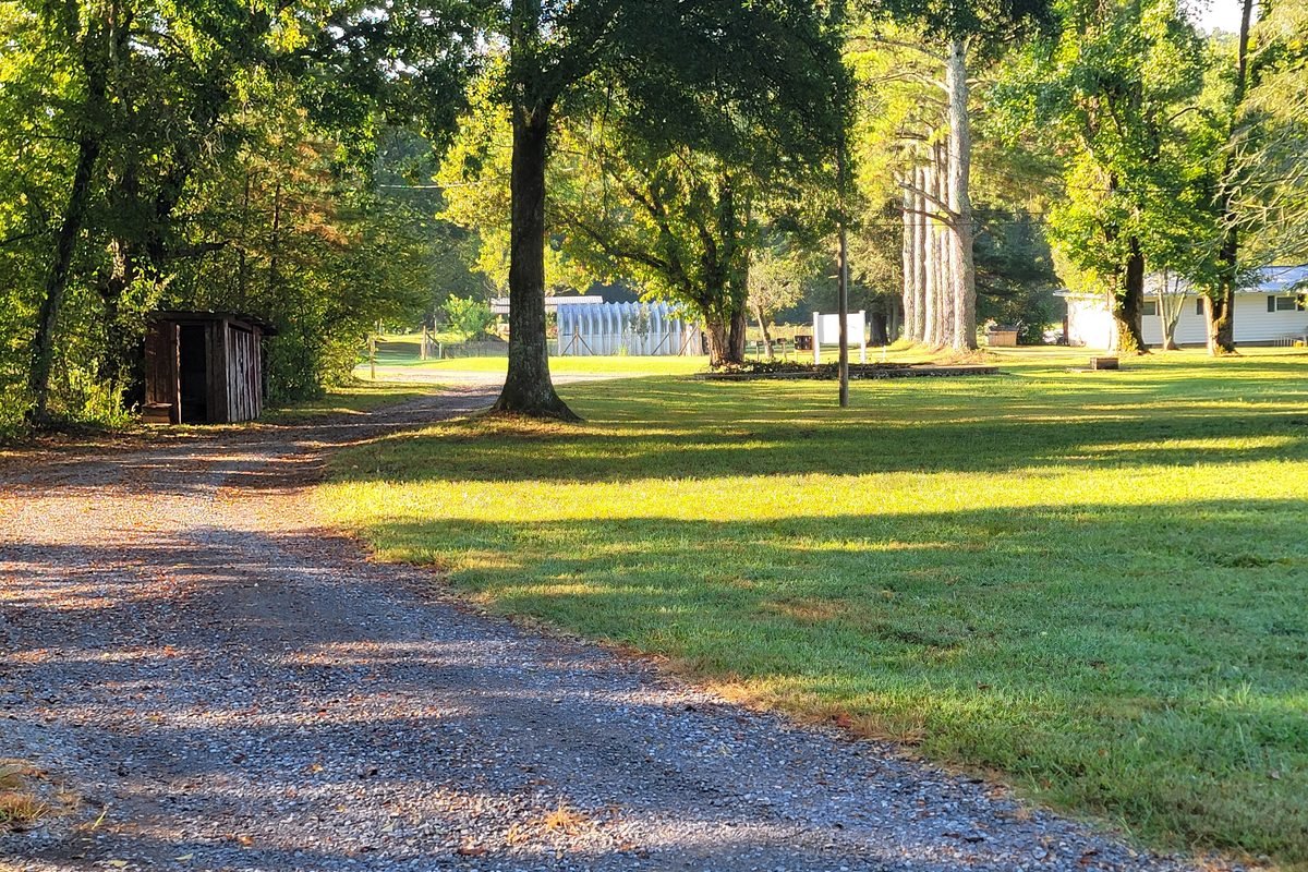 The gravel drive running in under mature trees with sun coming through