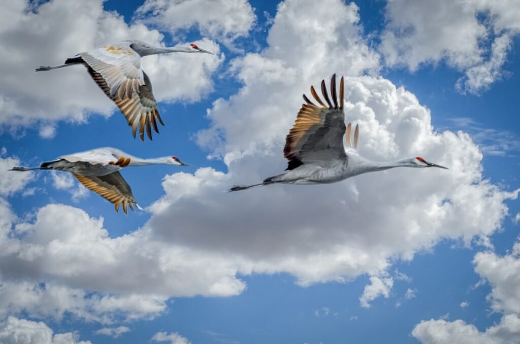 Hiwassee Wildlife Refuge near Gryptid RV Park
